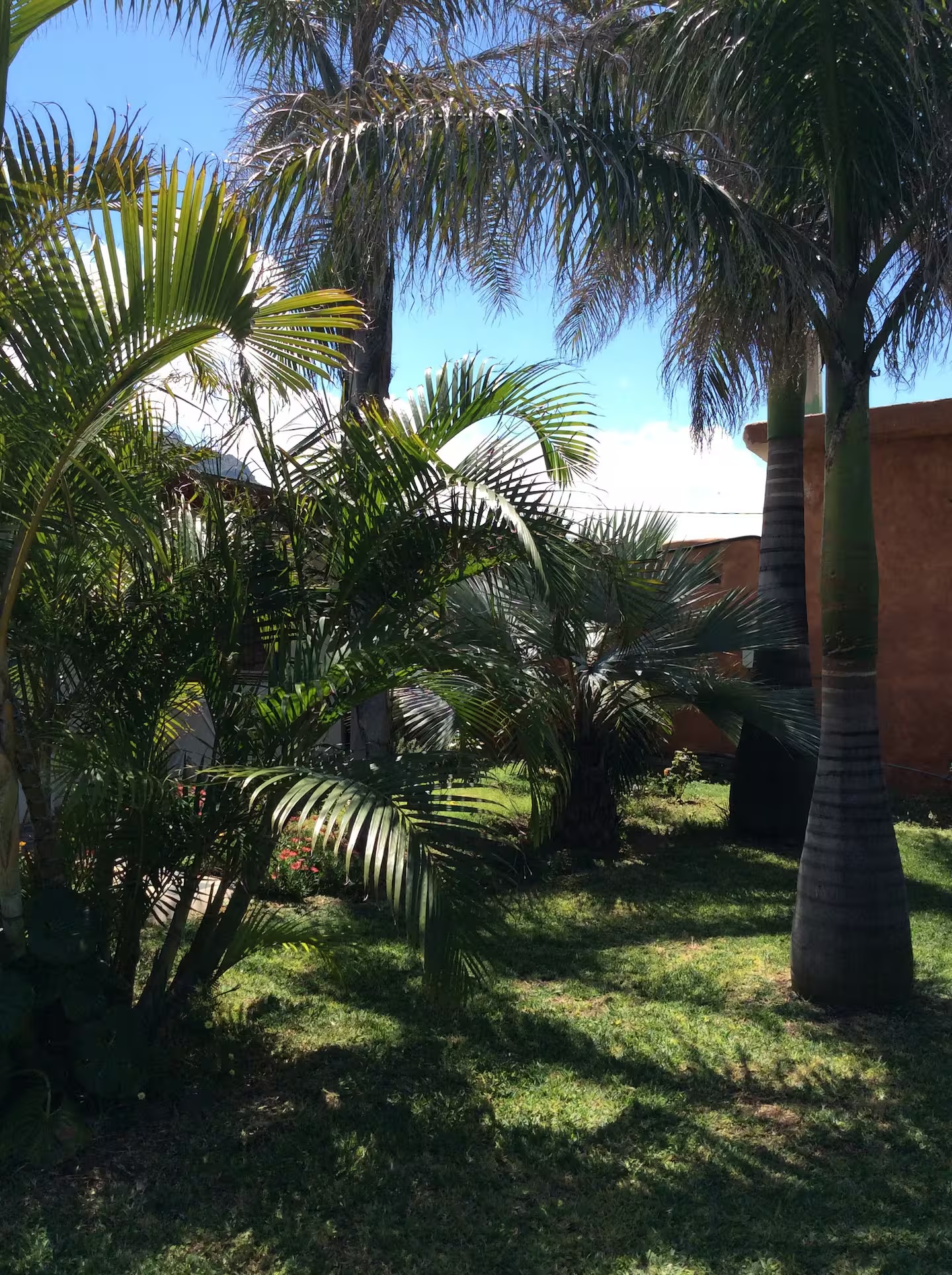 Jardín palmeras